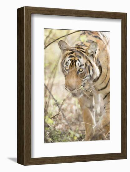 Krishna, T19, Royal Bengal Tiger (Tigris Tigris), Ranthambhore, Rajasthan, India-Janette Hill-Framed Photographic Print