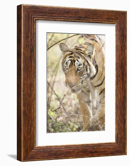 Krishna, T19, Royal Bengal Tiger (Tigris Tigris), Ranthambhore, Rajasthan, India-Janette Hill-Framed Photographic Print