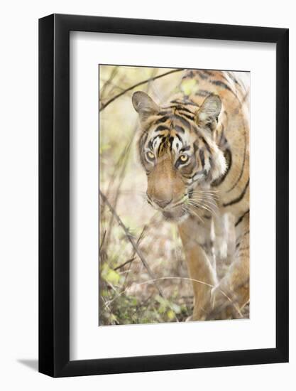 Krishna, T19, Royal Bengal Tiger (Tigris Tigris), Ranthambhore, Rajasthan, India-Janette Hill-Framed Photographic Print