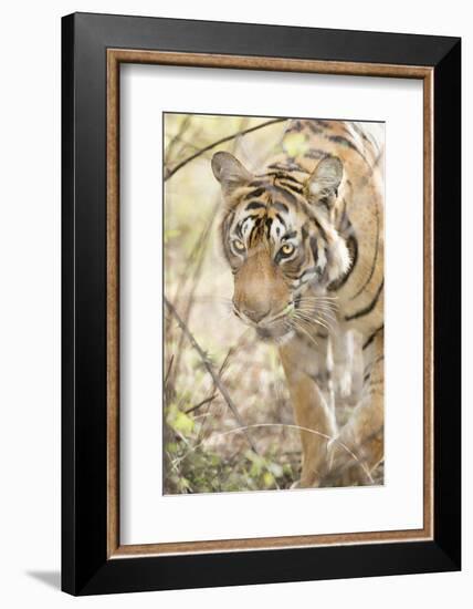 Krishna, T19, Royal Bengal Tiger (Tigris Tigris), Ranthambhore, Rajasthan, India-Janette Hill-Framed Photographic Print