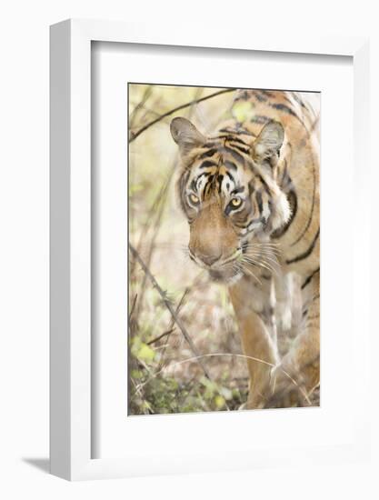 Krishna, T19, Royal Bengal Tiger (Tigris Tigris), Ranthambhore, Rajasthan, India-Janette Hill-Framed Photographic Print