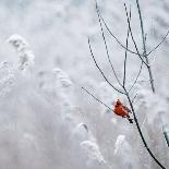 Cardinal on Winter Branch-Krista Mosakowski-Giclee Print