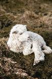 Newborn Lamb-Krista Mosakowski-Giclee Print