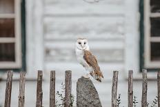 Owl Near Farmhouse-Krista Mosakowski-Giclee Print