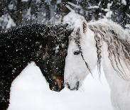 Snowy Winter Horses-Krista Mosakowski-Giclee Print