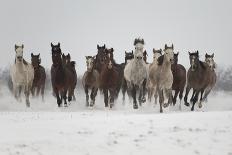 A Group Of Pure Arab, Shagya Arab And East Bulgarian Fillies Running In Snow, Kabiuk National Stud-Kristel Richard-Framed Premier Image Canvas