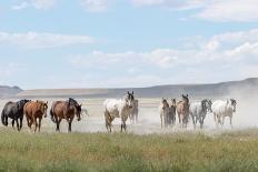 A Group Of Pure Arab, Shagya Arab And East Bulgarian Fillies Running In Snow, Kabiuk National Stud-Kristel Richard-Photographic Print