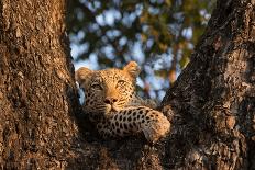 Leopard staring from tree hide, Botswana-Kristel Richard-Photographic Print