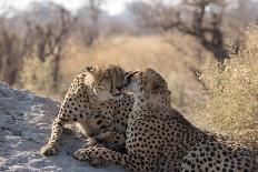 Leopard staring from tree hide, Botswana-Kristel Richard-Photographic Print