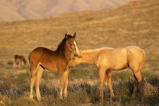 Wild Onaqui stallions fighting for dominance, USA-Kristel Richard-Photographic Print