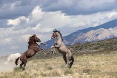 Two wild Onaqui stallions greeting one another, USA-Kristel Richard-Photographic Print