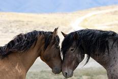 Two wild Onaqui stallions greeting one another, USA-Kristel Richard-Photographic Print