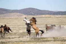 Two wild Onaqui stallions greeting one another, USA-Kristel Richard-Photographic Print