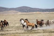 Herd of wild Onaqui horses trotting in dust, USA-Kristel Richard-Photographic Print