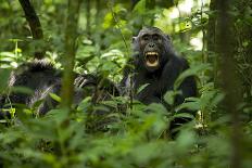 Africa, Uganda, Kibale National Park. Curious, young adult chimpanzee, 'Wes'.-Kristin Mosher-Framed Photographic Print