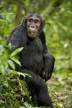 Africa, Uganda, Kibale National Park. An adult male chimpanzee looks upward.-Kristin Mosher-Framed Photographic Print