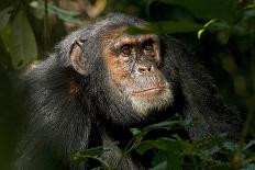 Female Chimpanzee Cradles Newborn Chimp, Gombe National Park, Tanzania-Kristin Mosher-Photographic Print