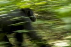 Young Male Chimpanzees Play, Gombe National Park, Tanzania-Kristin Mosher-Photographic Print