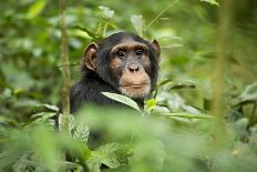 Africa, Uganda, Kibale National Park. An infant chimpanzee plays with a stick.-Kristin Mosher-Photographic Print