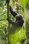 Africa, Uganda, Kibale National Park. An infant chimpanzee plays with a stick.-Kristin Mosher-Photographic Print