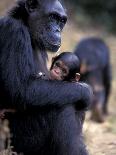 Africa, Uganda, Kibale National Park. An adult male chimpanzee looks upward.-Kristin Mosher-Photographic Print