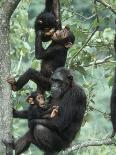 Africa, Uganda, Kibale National Park. A juvenile chimpanzee climbs a vine.-Kristin Mosher-Photographic Print