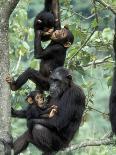 Africa, Uganda, Kibale National Park. A juvenile chimpanzee climbs a vine.-Kristin Mosher-Photographic Print