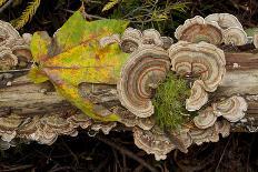 Bracket fungus Trametes versicolor on log in Sechelt, British Columbia-Kristin Piljay-Photographic Print