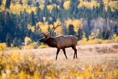 Elk in Rocky Mountain National Park, Colorado-Kristin Piljay-Photographic Print