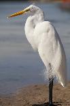 Great Egret (Ardea alba) on Tigertail Beach lagoon, Marco Island, Florida-Kristin Piljay-Photographic Print