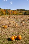 Pumpkin patch and autumn leaves in Vermont countryside, USA-Kristin Piljay-Framed Photographic Print