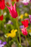 Spring flowers on Pearl Street, Boulder, Colorado, USA.-Kristin Piljay-Photographic Print