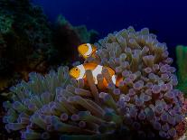 Detail of the Purple Anemone Coral with Couple of Indonesian Anemone Fish. Orange Fishes Hiding Ins-Kristina Vackova-Framed Photographic Print