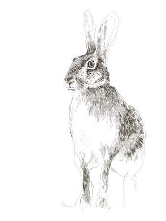 March Hare Giclee Print - Kristine Hegre | Art.com