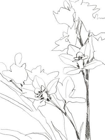 'Sketch Lines - Bloom' Giclee Print - Kristine Hegre | Art.com