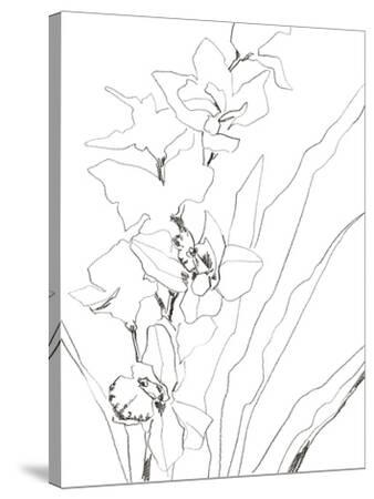 Sketch Lines - Bud Stretched Canvas Print - Kristine Hegre | Art.com