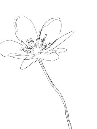 'Sketched Floral - Enthral' Giclee Print - Kristine Hegre | Art.com