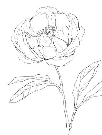 'Sketched Floral - Entice' Giclee Print - Kristine Hegre | Art.com