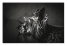 This Image is from the 1X Innovations Collection.-Krisztina Lacz-Premier Image Canvas