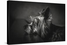 This Image is from the 1X Innovations Collection.-Krisztina Lacz-Premier Image Canvas