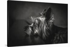 This Image is from the 1X Innovations Collection.-Krisztina Lacz-Premier Image Canvas