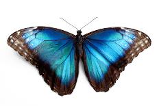 Butterfly Morpho Rhetenor Cacica Isolated Over White Background-Krivosheev Vitaly-Photographic Print