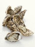 Fresh Oysters with Drops of Water-Kröger & Gross-Photographic Print
