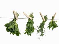 Herbs Drying on a Washing Line-Kröger & Gross-Photographic Print