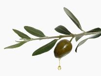 Olive Oil Dripping from Olive on Branch-Kröger & Gross-Framed Photographic Print