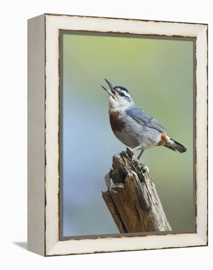 Kruper's Nuthatch in Pine Tree Calling-null-Framed Premier Image Canvas