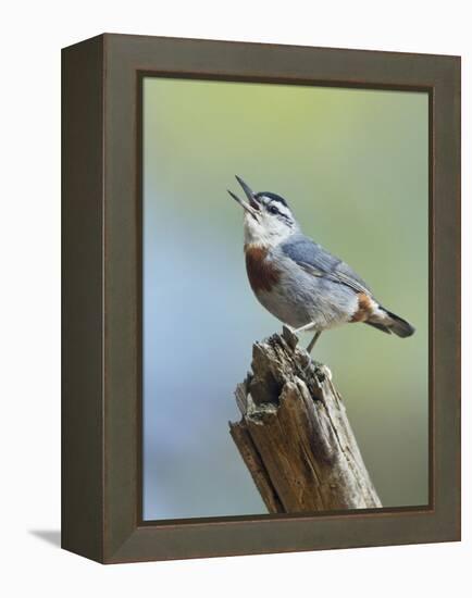 Kruper's Nuthatch in Pine Tree Calling-null-Framed Premier Image Canvas