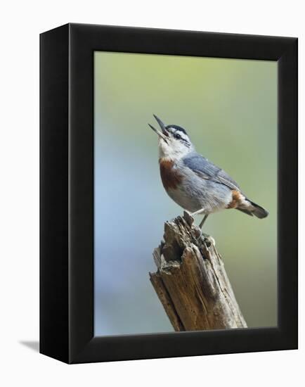 Kruper's Nuthatch in Pine Tree Calling-null-Framed Premier Image Canvas