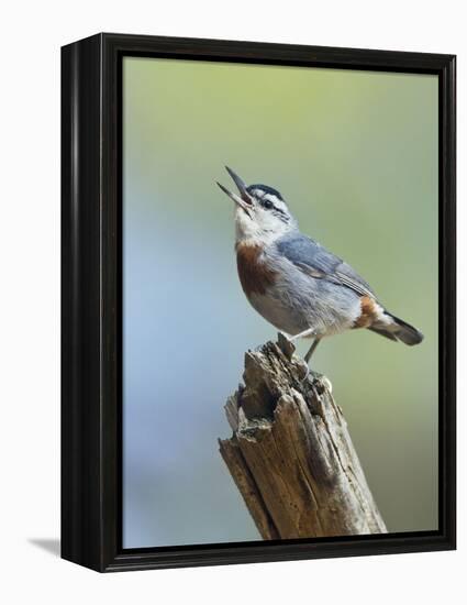 Kruper's Nuthatch in Pine Tree Calling-null-Framed Premier Image Canvas