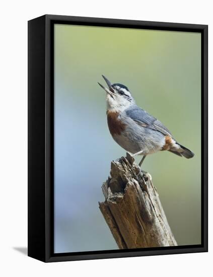 Kruper's Nuthatch in Pine Tree Calling-null-Framed Premier Image Canvas